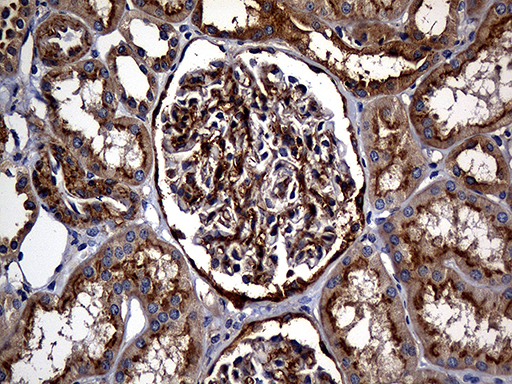 CPM / Carboxypeptidase M Antibody - Immunohistochemical staining of paraffin-embedded Human Kidney tissue within the normal limits using anti-CPM mouse monoclonal antibody. (Heat-induced epitope retrieval by 1mM EDTA in 10mM Tris buffer. (pH8.5) at 120°C for 3 min. (1:2000)
