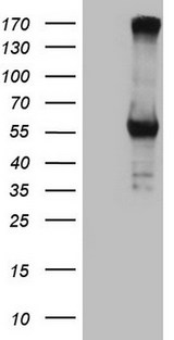 CPM / Carboxypeptidase M Antibody - HEK293T cells were transfected with the pCMV6-ENTRY control. (Left lane) or pCMV6-ENTRY CPM. (Right lane) cDNA for 48 hrs and lysed. Equivalent amounts of cell lysates. (5 ug per lane) were separated by SDS-PAGE and immunoblotted with anti-CPM. (1:500)