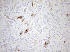CPM / Carboxypeptidase M Antibody - Immunohistochemical staining of paraffin-embedded Human pancreas tissue within the normal limits using anti-CPM mouse monoclonal antibody. (Heat-induced epitope retrieval by 1mM EDTA in 10mM Tris buffer. (pH8.5) at 120 oC for 3 min. (1:150)