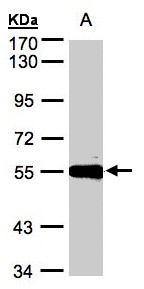 CPM / Carboxypeptidase M Antibody - Sample (30 ug whole cell lysate). A: Hep G2 . 7.5% SDS PAGE. CPM / Carboxypeptidase M antibody diluted at 1:500