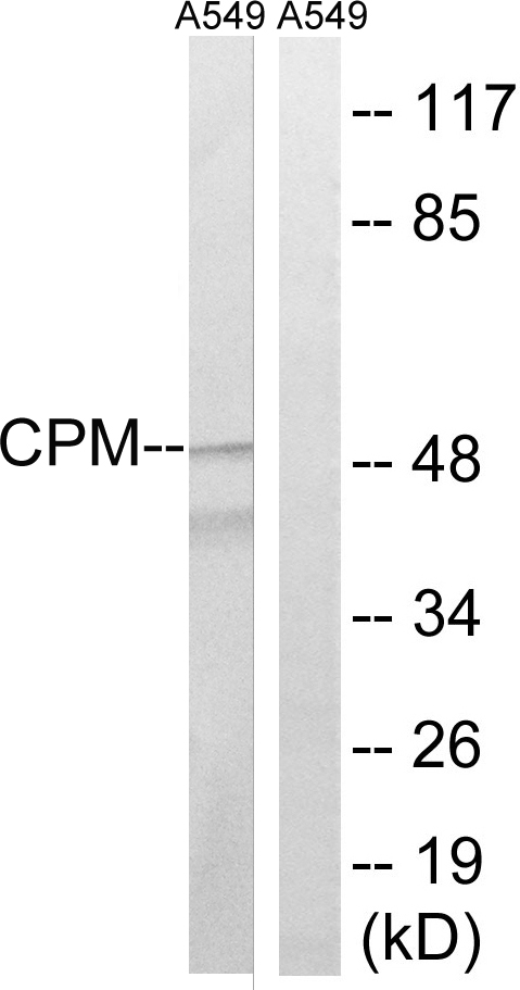 CPM / Carboxypeptidase M Antibody - Western blot analysis of lysates from A549 cells, using CPM Antibody. The lane on the right is blocked with the synthesized peptide.