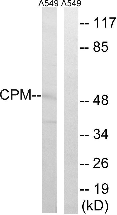 CPM / Carboxypeptidase M Antibody - Western blot analysis of extracts from A549 cells, using CPM antibody.