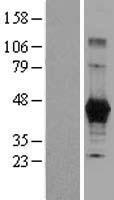 CPM / Carboxypeptidase M Protein - Western validation with an anti-DDK antibody * L: Control HEK293 lysate R: Over-expression lysate