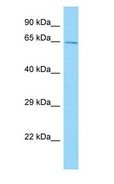 CPNE2 Antibody - CPNE2 antibody Western Blot of Mouse Stomach.  This image was taken for the unconjugated form of this product. Other forms have not been tested.