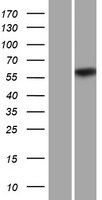 CPNE2 Protein - Western validation with an anti-DDK antibody * L: Control HEK293 lysate R: Over-expression lysate