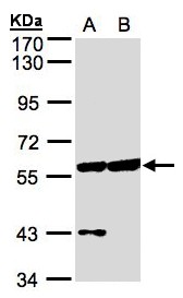 CPNE3 Antibody - Sample (30 ug of whole cell lysate). A: HeLa S3, B: Hep G2. 7.5% SDS PAGE. CPNE3 antibody diluted at 1:500