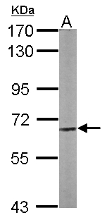 CPNE3 Antibody - Sample (50 ug of whole cell lysate). A: Mouse brain. 7.5% SDS PAGE. CPNE3 antibody diluted at 1:1000.