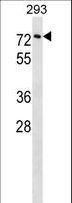 CPNE3 Antibody - CPNE3 Antibody western blot of 293 cell line lysates (35 ug/lane). The CPNE3 antibody detected the CPNE3 protein (arrow).