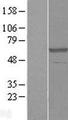 CPNE3 Protein - Western validation with an anti-DDK antibody * L: Control HEK293 lysate R: Over-expression lysate