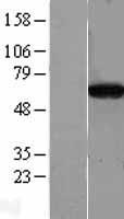 CPNE4 Protein - Western validation with an anti-DDK antibody * L: Control HEK293 lysate R: Over-expression lysate