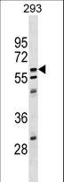 CPNE5 Antibody - CPNE5 Antibody western blot of 293 cell line lysates (35 ug/lane). The CPNE5 antibody detected the CPNE5 protein (arrow).