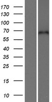 CPNE5 Protein - Western validation with an anti-DDK antibody * L: Control HEK293 lysate R: Over-expression lysate
