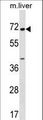 CPNE6 / N-COPINE Antibody - CPNE6 Antibody western blot of mouse liver tissue lysates (35 ug/lane). The CPNE6 antibody detected the CPNE6 protein (arrow).