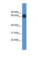 CPNE6 / N-COPINE Antibody - CPNE6 antibody Western blot of Mouse Pancreas lysate. Antibody concentration 1 ug/ml.  This image was taken for the unconjugated form of this product. Other forms have not been tested.