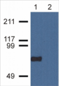 CPNE7 Antibody - Western Blotting analysis of CPNE7 using CPNE7-01 antibody in nuclear cell lysate (1) and cytoplasmic fraction (2) of HeLa cell extracts.           Primary antibody: 1 ug/ml