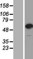 CPNE7 Protein - Western validation with an anti-DDK antibody * L: Control HEK293 lysate R: Over-expression lysate