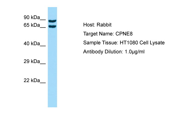 CPNE8 / Copine VIII Antibody -  This image was taken for the unconjugated form of this product. Other forms have not been tested.