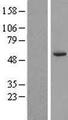 CPNE8 / Copine VIII Protein - Western validation with an anti-DDK antibody * L: Control HEK293 lysate R: Over-expression lysate