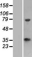 CPPED1 Protein - Western validation with an anti-DDK antibody * L: Control HEK293 lysate R: Over-expression lysate