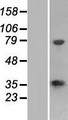 CPPED1 Protein - Western validation with an anti-DDK antibody * L: Control HEK293 lysate R: Over-expression lysate