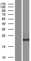 CPPED1 Protein - Western validation with an anti-DDK antibody * L: Control HEK293 lysate R: Over-expression lysate