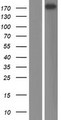 CPS1 Protein - Western validation with an anti-DDK antibody * L: Control HEK293 lysate R: Over-expression lysate