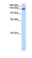 CPSF160 / CPSF1 Antibody - CPSF1 antibody ARP40741_P050-NP_037423-CPSF1(cleavage and polyadenylation specific factor 1, 160kDa) Antibody Western blot of Transfected 293T cell lysate.  This image was taken for the unconjugated form of this product. Other forms have not been tested.