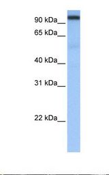 CPSF2 Antibody - Heart cell lysate. Antibody concentration: 0.5 ug/ml. Gel concentration: 12%.  This image was taken for the unconjugated form of this product. Other forms have not been tested.