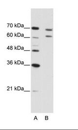 CPSF3 / CPSF Antibody - A: Marker, B: Jurkat Cell Lysate.  This image was taken for the unconjugated form of this product. Other forms have not been tested.