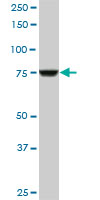 CPSF3 / CPSF Antibody - CPSF3 monoclonal antibody (M06), clone 1H8. Western blot of CPSF3 expression in Raw 264.7.