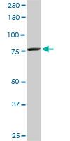 CPSF3 / CPSF Antibody - CPSF3 monoclonal antibody (M06), clone 1H8. Western blot of CPSF3 expression in NIH/3T3.