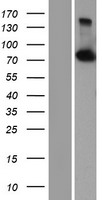 CPSF3 / CPSF Protein - Western validation with an anti-DDK antibody * L: Control HEK293 lysate R: Over-expression lysate