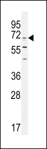 CPSF3L Antibody - CPSF3L Antibody western blot of K562 cell line lysates (35 ug/lane). The CPSF3L antibody detected the CPSF3L protein (arrow).