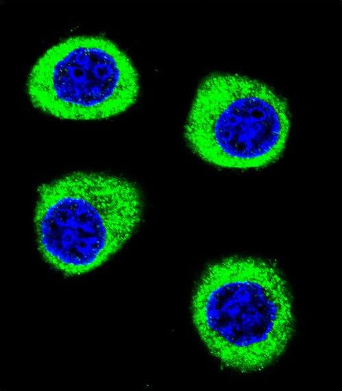 CPSF3L Antibody - Confocal immunofluorescence of CPSF3L Antibody with U-251MG cell followed by Alexa Fluor 488-conjugated goat anti-rabbit lgG (green). DAPI was used to stain the cell nuclear (blue).