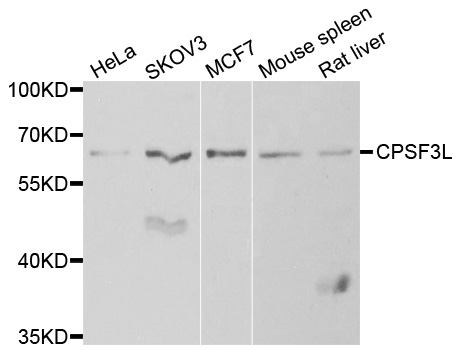 CPSF3L Antibody - Western blot analysis of extracts of various cell lines.