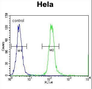 CPSF4L Antibody - CPSF4L Antibody flow cytometry of HeLa cells (right histogram) compared to a negative control cell (left histogram). FITC-conjugated goat-anti-rabbit secondary antibodies were used for the analysis.