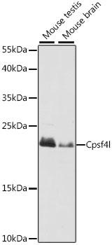 CPSF4L Antibody - Western blot analysis of extracts of various cell lines using Cpsf4l Polyclonal Antibody at dilution of 1:1000.