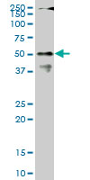 CPSF6 Antibody - CPSF6 monoclonal antibody (M07), clone 1C5. Western blot of CPSF6 expression in NIH/3T3.