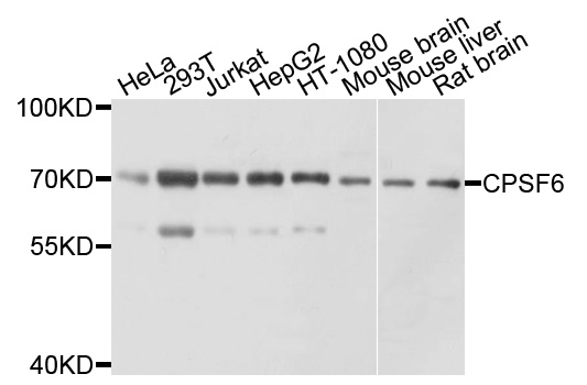 CPSF6 Antibody - Western blot analysis of extracts of various cell lines.