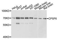 CPSF6 Antibody - Western blot analysis of extracts of various cell lines.