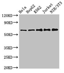 CPSF6 Antibody - Positive Western Blot detected in Hela whole cell lysate, HepG2 whole cell lysate, K562 whole cell lysate, Jurkat whole cell lysate, NIH/3T3 whole cell lysate. All lanes: CPSF6 antibody at 3 µg/ml Secondary Goat polyclonal to rabbit IgG at 1/50000 dilution. Predicted band size: 60, 64, 53 KDa. Observed band size: 60 KDa