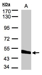 CPVL Antibody - Sample (30 ug of whole cell lysate). A: Hep G2. 7.5% SDS PAGE. CPVL antibody diluted at 1:2000