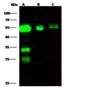 CPVL Antibody - Anti-CPVL rabbit polyclonal antibody at 1:500 dilution. Lane A: 293 Whole Cell Lysate. Lane B: HepG2 Whole Cell Lysate. Lane C: Jurkat Whole Cell Lysate. Lysates/proteins at 30 ug per lane. Secondary: Goat Anti-Rabbit IgG H&L (Dylight800) at 1/10000 dilution. Developed using the Odyssey technique. Performed under reducing conditions. Predicted band size: 54 kDa. Observed band size: 54 kDa. (We are unsure as to the identity of these extra bands.)