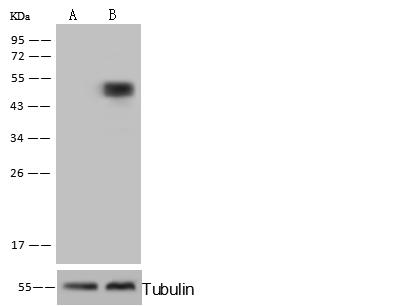 CPVL Antibody - Anti-CPVL rabbit polyclonal antibody at 1:500 dilution. Lane A: CPVL konckout 293FT Whole Cell Lysate. Lane B: 293FT Whole Cell Lysate. Lysates/proteins at 10 ug per lane. Secondary: Goat Anti-Rabbit IgG (H+L)/HRP at 1/10000 dilution. Developed using the ECL technique. Performed under reducing conditions. Predicted band size: 54 kDa. Observed band size: 54 kDa. (We are unsure as to the identity of these extra bands.)