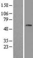 CPVL Protein - Western validation with an anti-DDK antibody * L: Control HEK293 lysate R: Over-expression lysate
