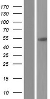 CPVL Protein - Western validation with an anti-DDK antibody * L: Control HEK293 lysate R: Over-expression lysate