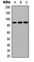 CPXM2 Antibody - Western blot analysis of CPXM2 expression in MCF7 (A); NS-1 (B); H9C2 (C) whole cell lysates.