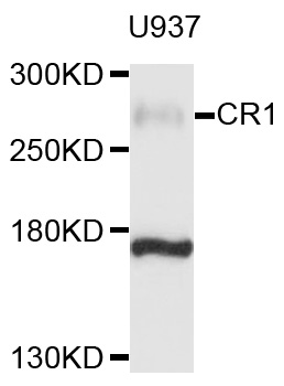CR1 / CD35 Antibody - Western blot analysis of extracts of U-937 cells, using CR1 antibody at 1:1000 dilution. The secondary antibody used was an HRP Goat Anti-Rabbit IgG (H+L) at 1:10000 dilution. Lysates were loaded 25ug per lane and 3% nonfat dry milk in TBST was used for blocking. An ECL Kit was used for detection and the exposure time was 60s.