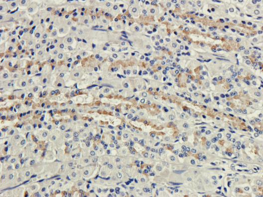 CR1 / CD35 Antibody - IHC on rat stomach.