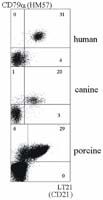 CR2 / CD21 Antibody - CD21 Antibody in Flow Cytometry (Flow)